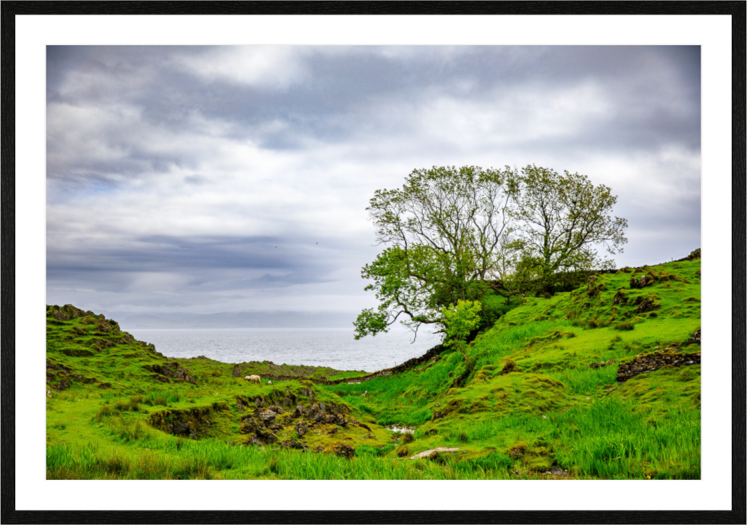 Main image Surviving Tree on the Edge